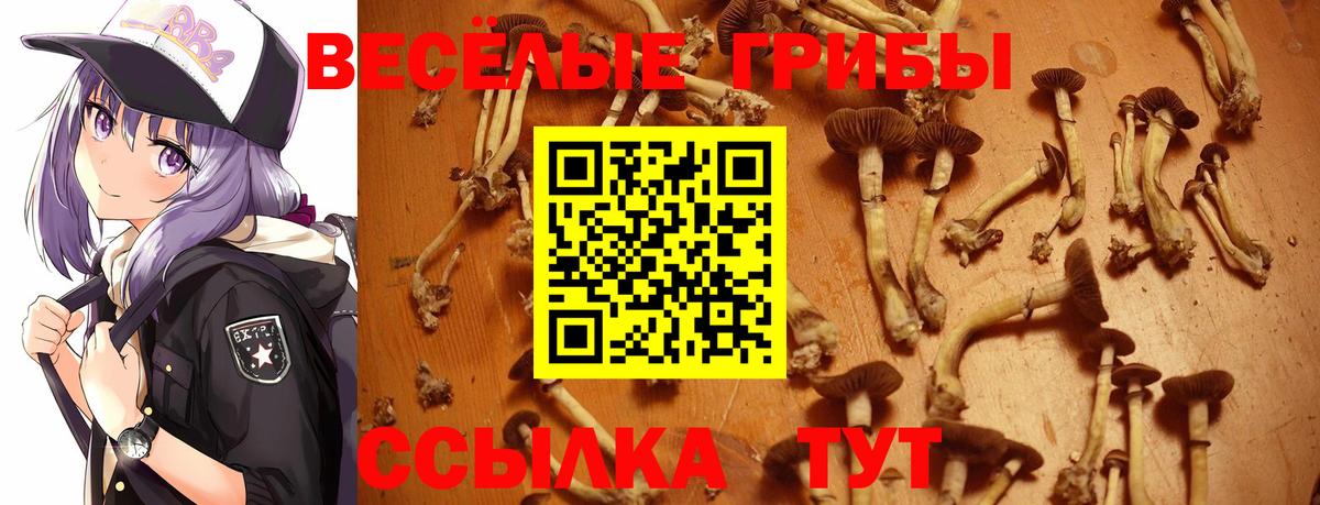 Галлюциногенные грибы Cubensis  Галлюциногенные грибы Magic Shrooms  где купить наркоту  Вход с VPN  Аргун 